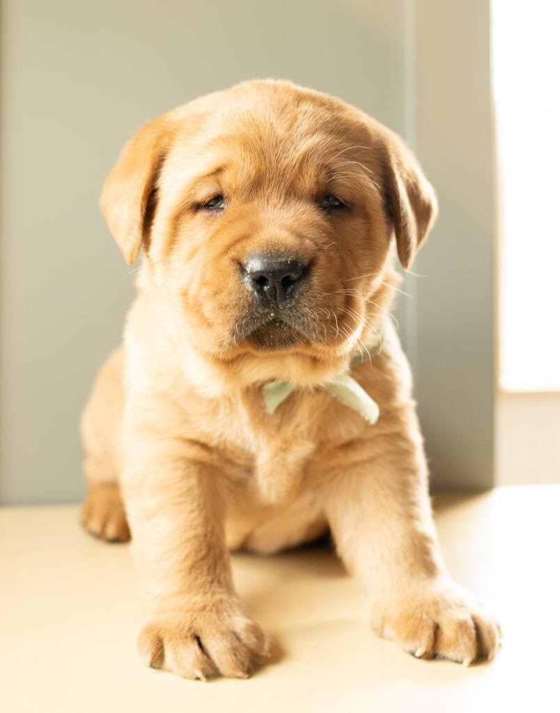 Golden Labrador Retriever puppy from Wild Labradors in Massachusetts, adorable and playful.