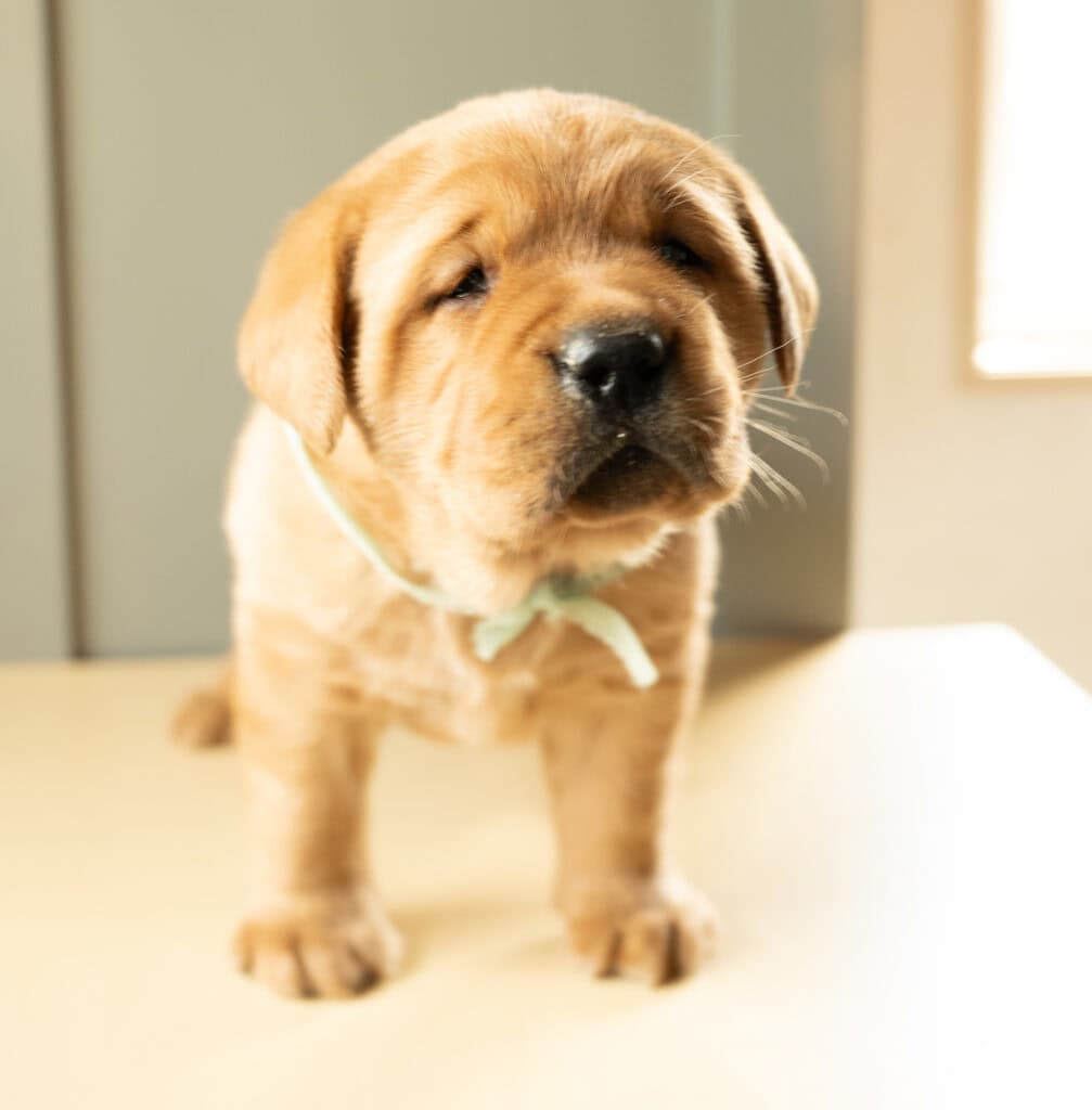 Golden Labrador Retriever puppy from Wild Labradors in Massachusetts, adorable and playful.
