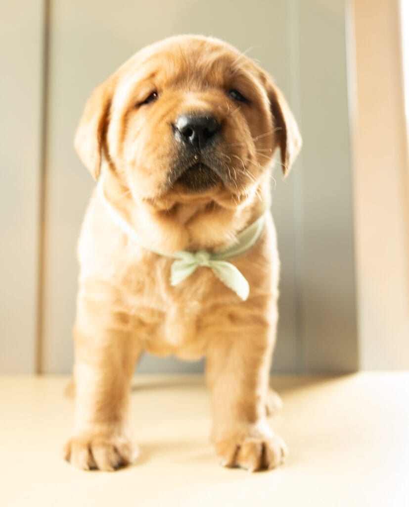 Golden Labrador Retriever puppy from Wild Labradors in Massachusetts, adorable and friendly.