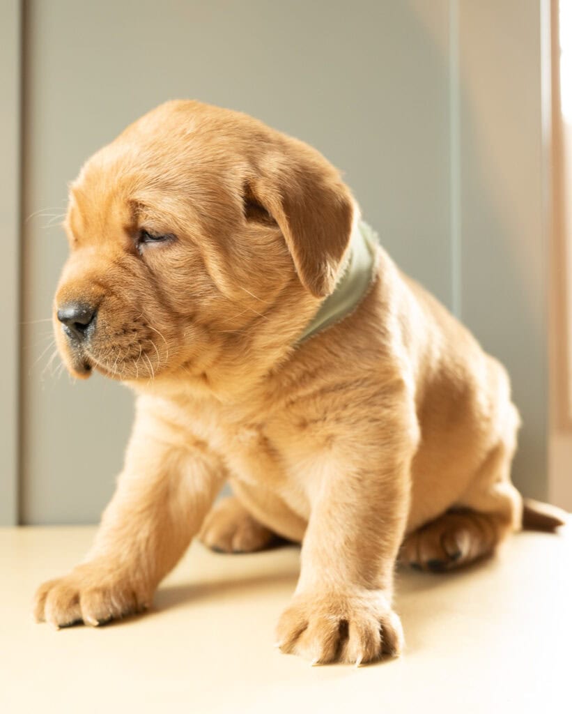 Golden Labrador Retriever puppy sitting indoors in Massachusetts, adorable and playful.