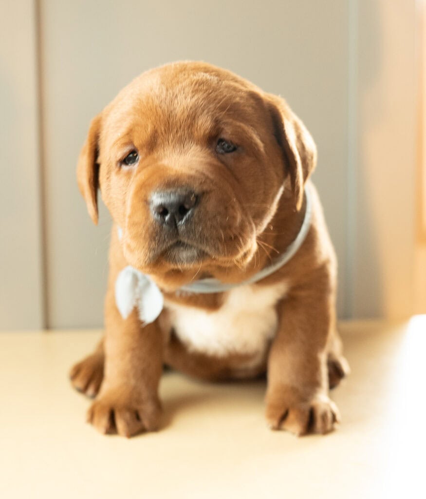 Adorable brown Labrador puppy sitting indoors in Massachusetts, perfect for dog lovers.