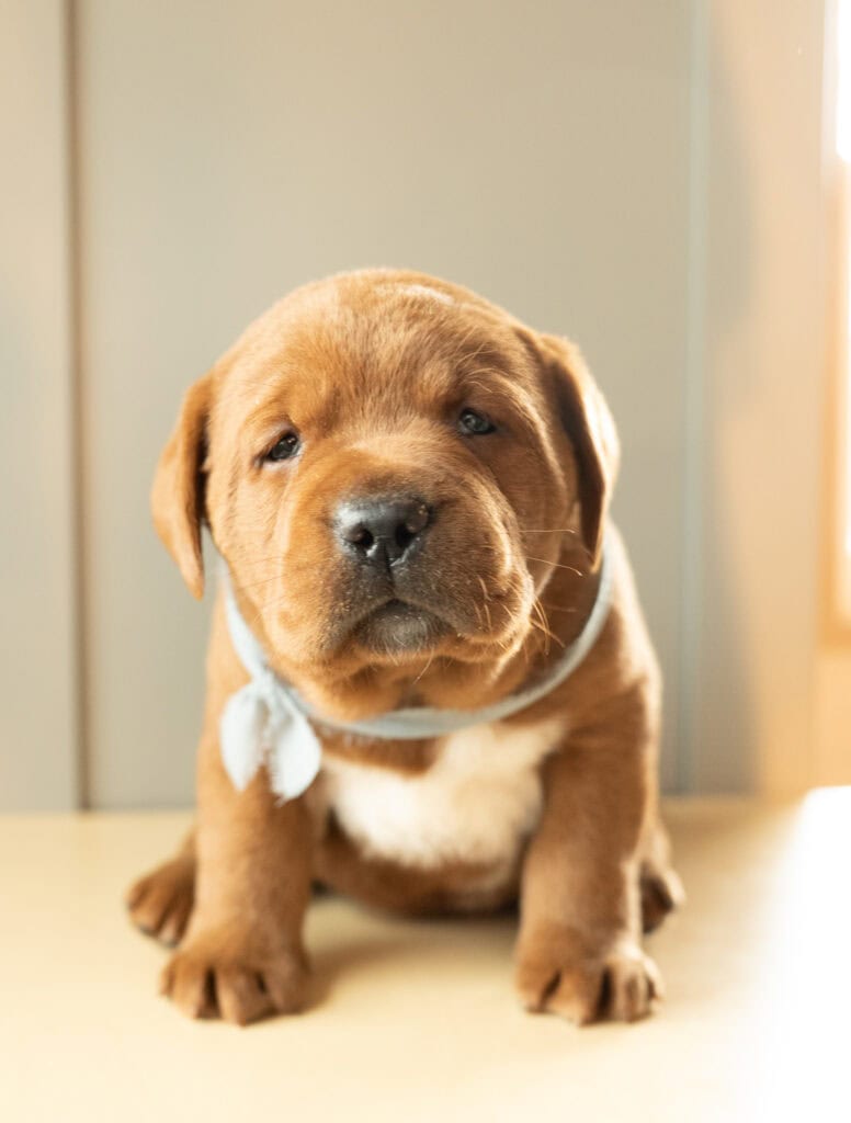 Adorable Labrador puppy from Wild Labradors in Massachusetts, perfect for families.