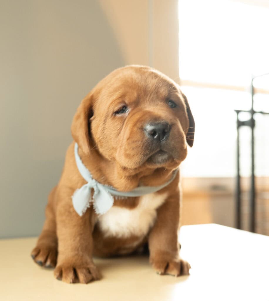 Golden Labrador puppy from Wild Labradors in Massachusetts, adorable and playful.