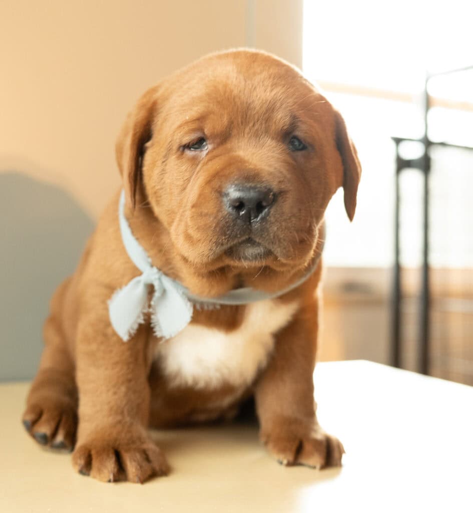 Adorable Labrador puppy from Wild Labradors in Massachusetts, perfect for families.