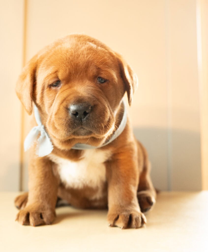 Golden Labrador puppy sitting indoors, adorable and playful, in Massachusetts.