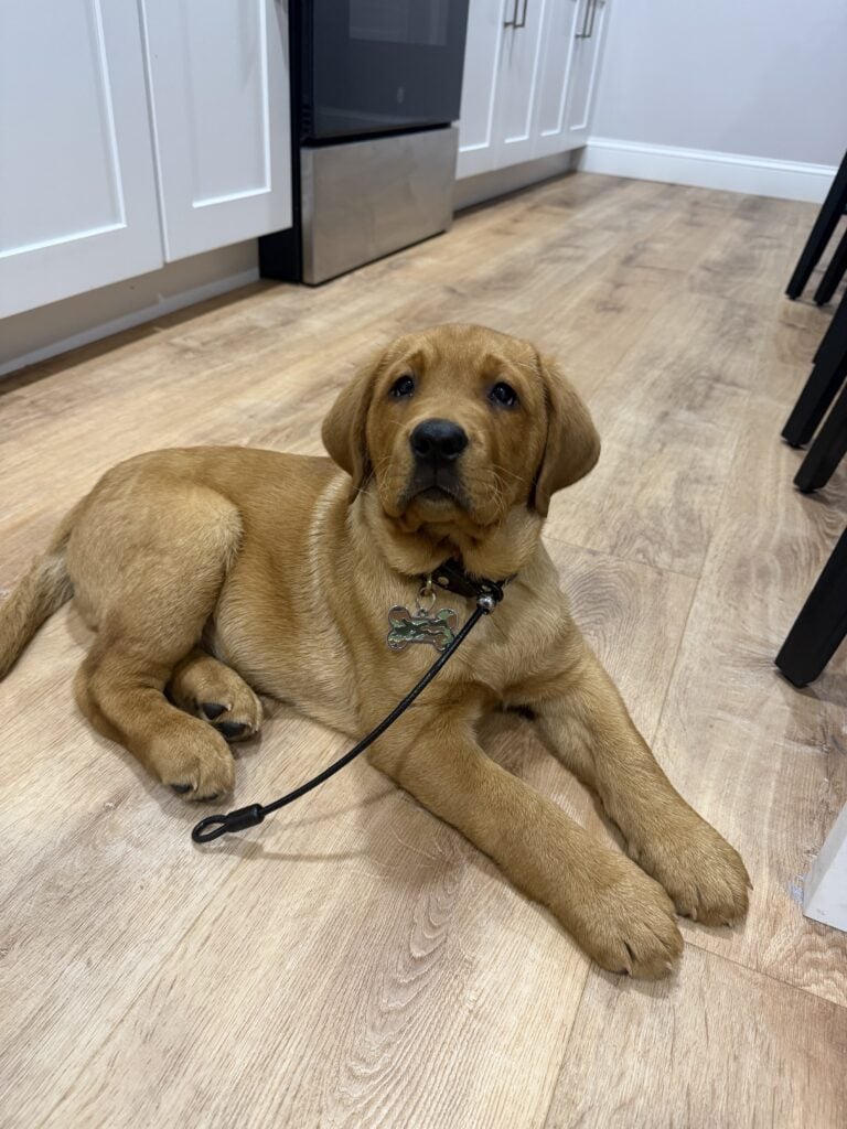 Puppy photo
