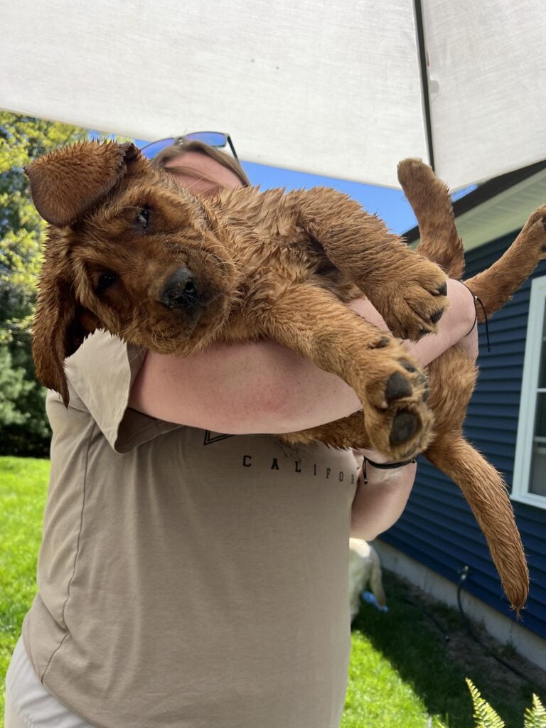 Puppy photo
