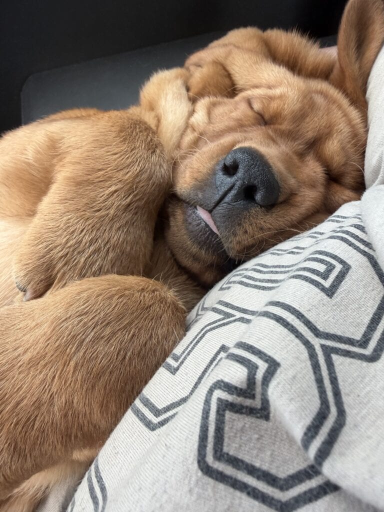 Puppy photo