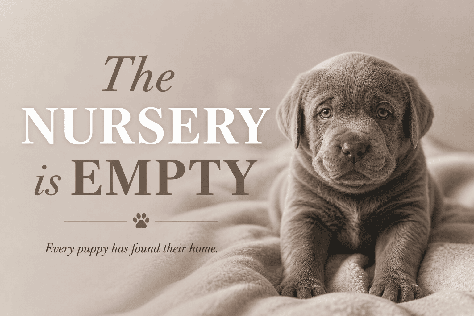 Adorable Labrador puppy from Wild Labradors in Massachusetts, perfect for families.