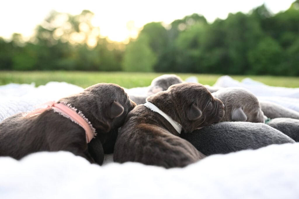 Dog puppies resting outdoors in Massachusetts, Wild Labradors.