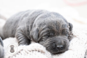 Ruffles Charcoal Female – 1st choice out of 2 puppies- Ready on August 1st