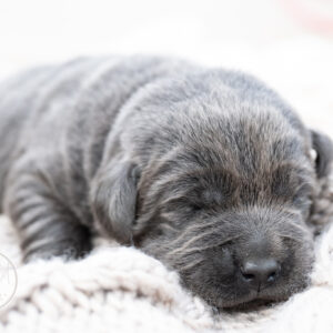 Ruffles Charcoal Female - 1st choice out of 2 puppies- Ready on August 1st