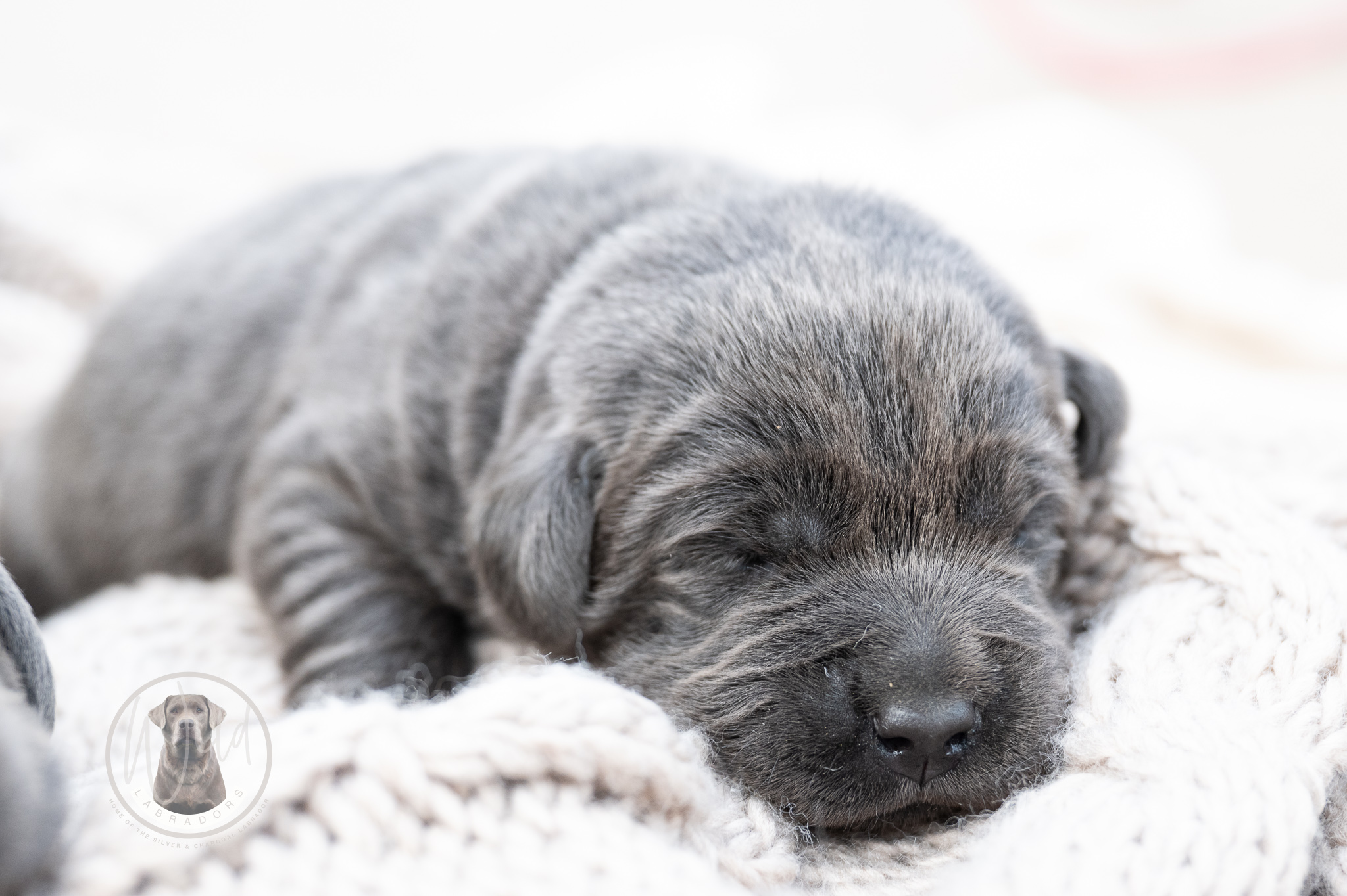 Ruffles Charcoal Female – 1st choice out of 2 puppies- Ready on August 1st