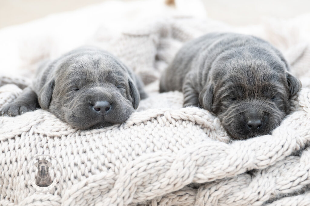 Ruffles Charcoal Female - 1st choice out of 2 puppies- Ready on August 1st