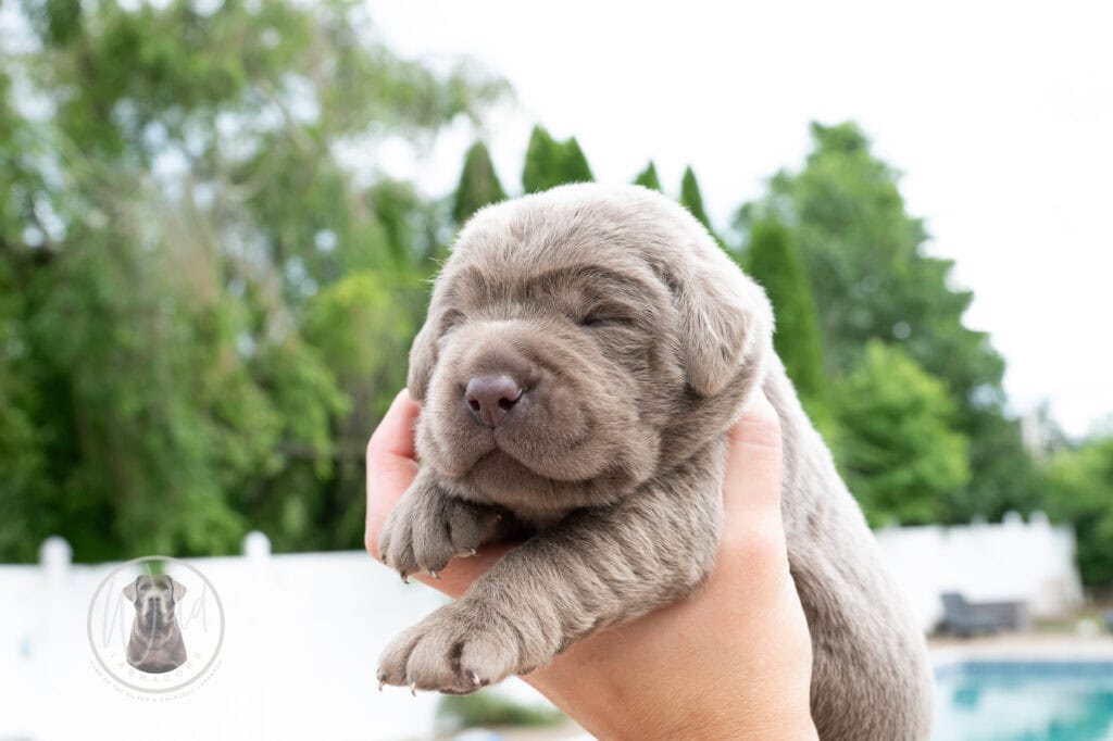 Adorable silver Labrador puppy from Wild Labradors in Massachusetts.