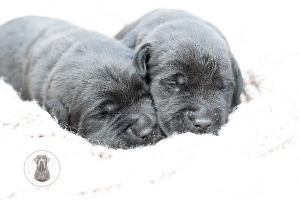 Ruffles Black Male - 2nd choice out of 2 puppies- Ready on August 1st