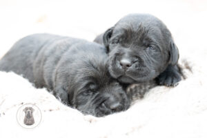 Ruffles Black Male – 2nd choice out of 2 puppies- Ready on August 1st