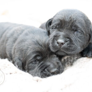 Ruffles Black Male - 2nd choice out of 2 puppies- Ready on August 1st