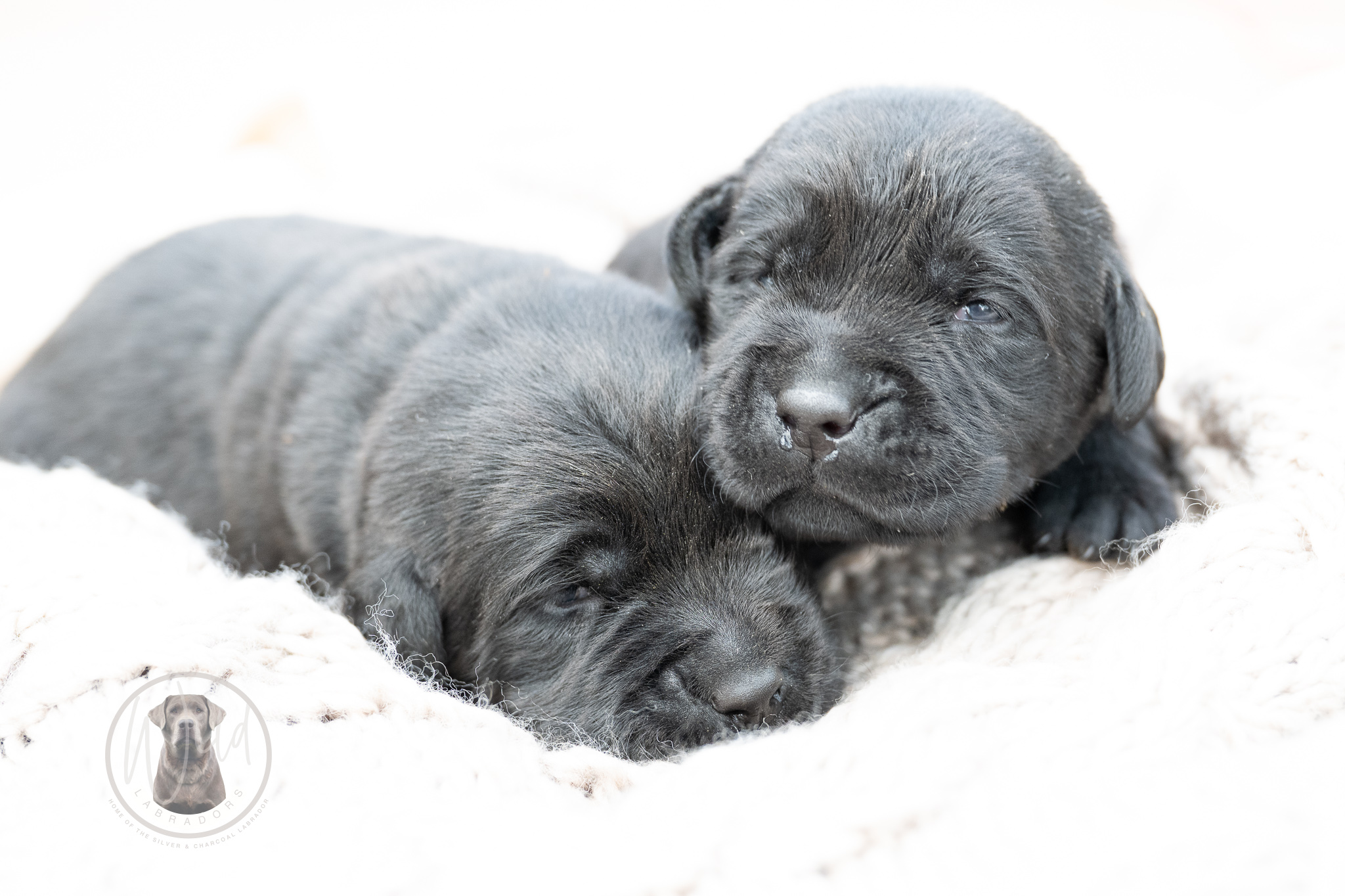 Ruffles Black Male – 2nd choice out of 2 puppies- Ready on August 1st