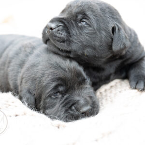 Ruffles Black Male - 1st choice out of 2 puppies- Ready on August 1st