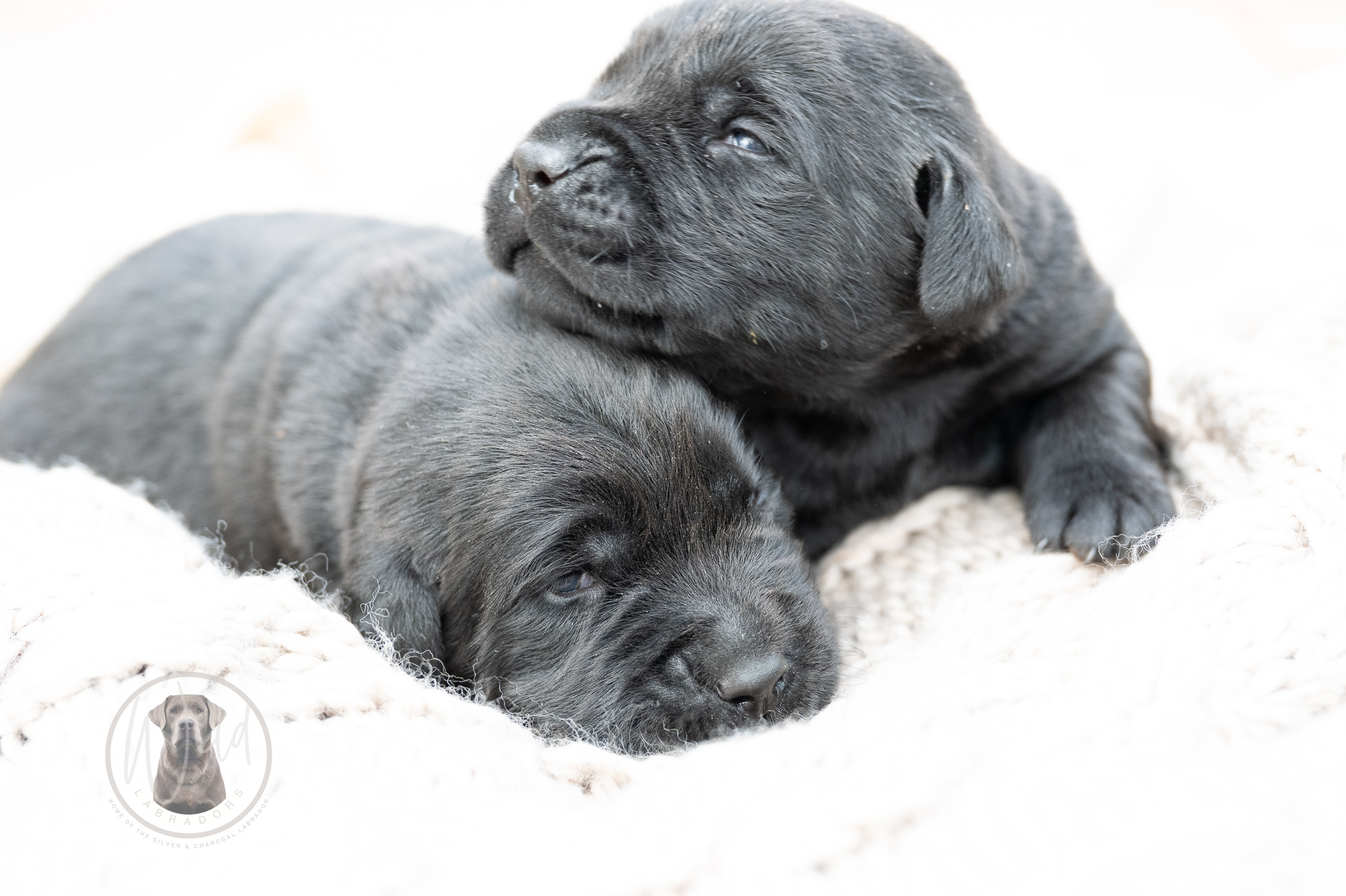 Ruffles Black Male – 1st choice out of 2 puppies- Ready on August 1st