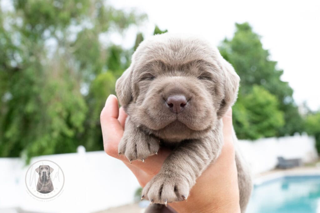 Adorable silver Labrador puppy from Wild Labradors in Massachusetts.