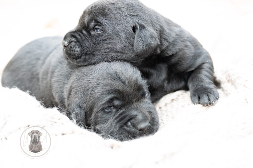 Ruffles Black Male - 1st choice out of 2 puppies- Ready on August 1st