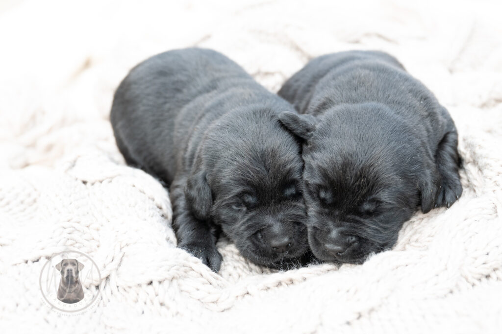 Ruffles Black Male - 2nd choice out of 2 puppies- Ready on August 1st