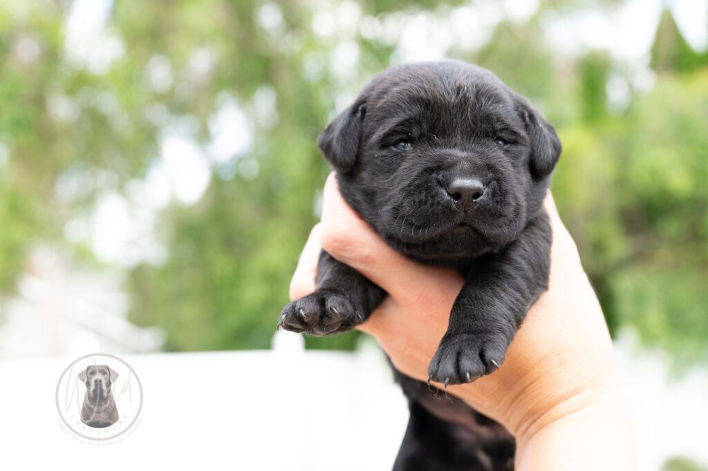Ruffles Black Male - 1st choice out of 2 puppies- Ready on August 1st
