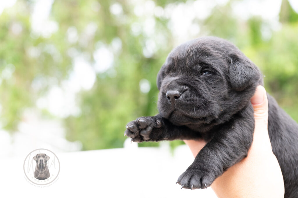 Ruffles Black Male - 1st choice out of 2 puppies- Ready on August 1st