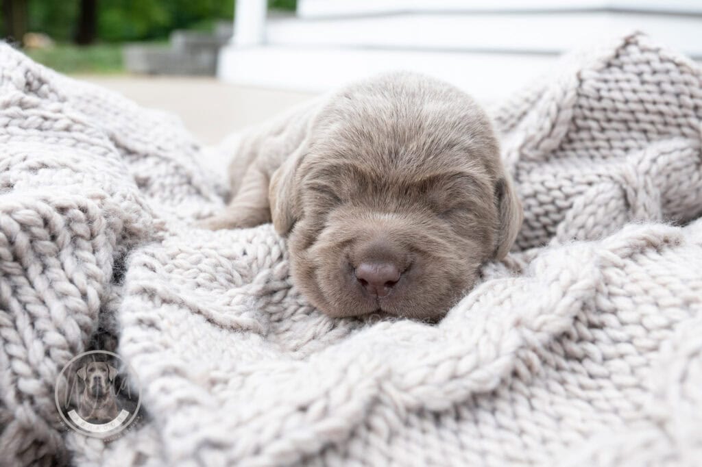 Adorable silver Labrador puppy sleeping on cozy blanket.
