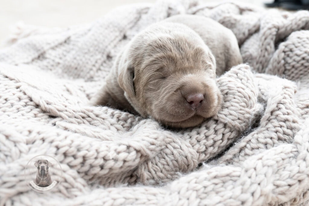 Ruffles Silver Male - 3rd choice out of 3 puppies- Ready on August 1st