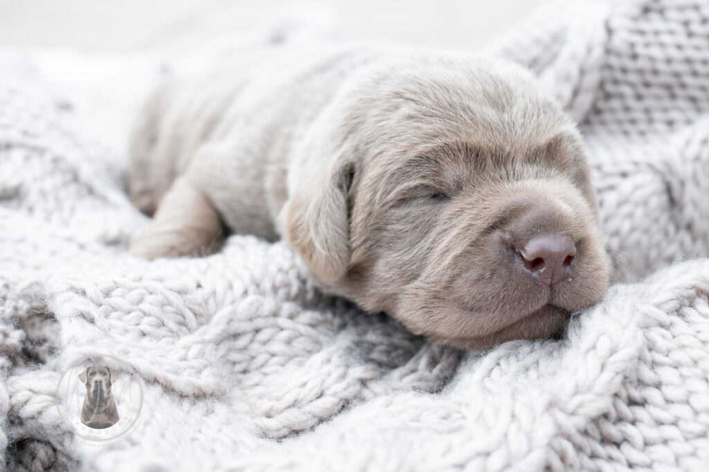 Adorable silver Labrador puppy sleeping on cozy blanket.