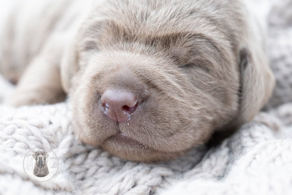Ruffles Silver Male - 2nd choice out of 3 puppies- Ready on August 1st