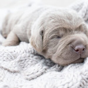 Adorable silver Labrador puppy sleeping on cozy blanket from Wild Labradors.