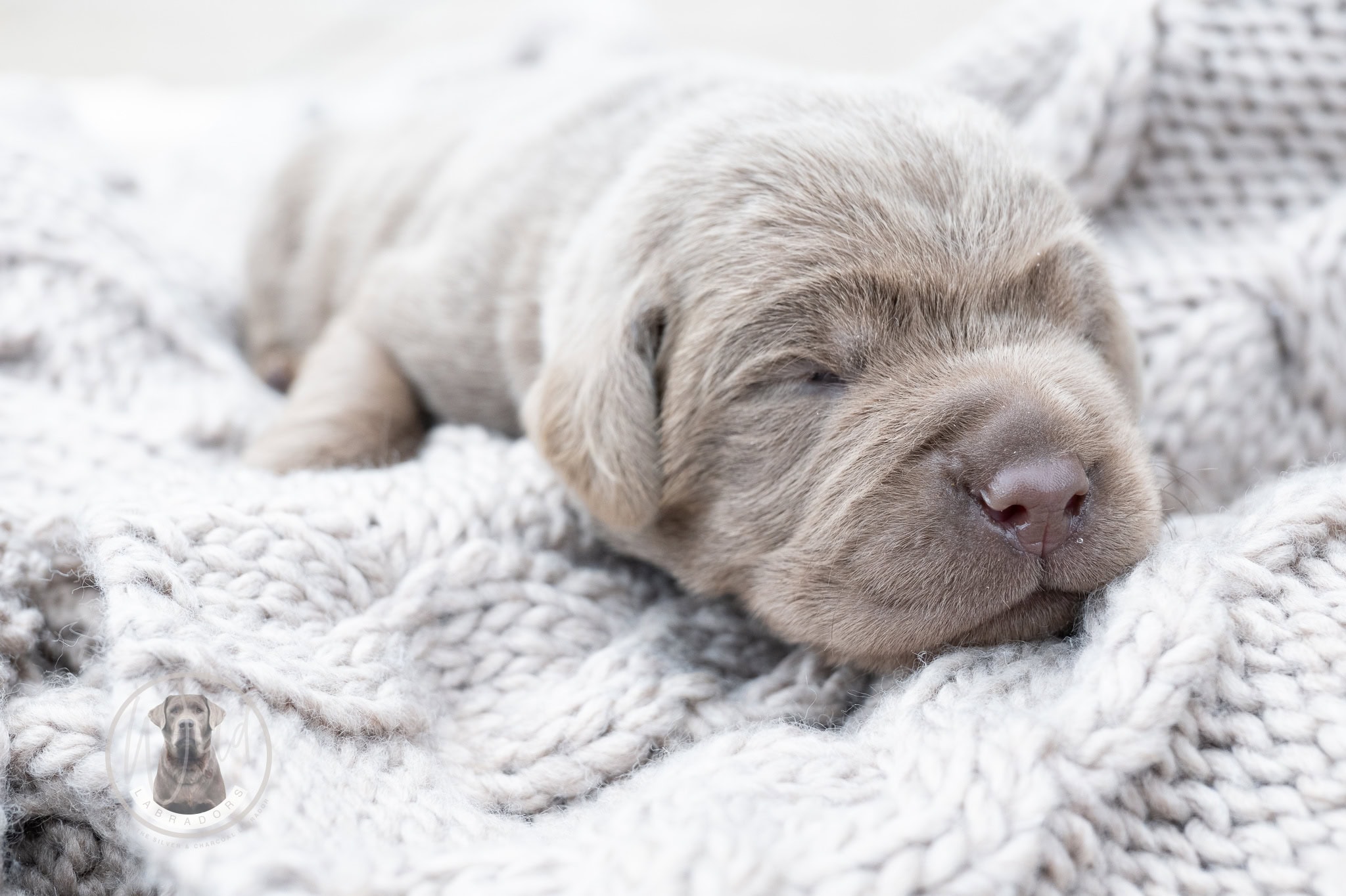 Ruffles Silver Male – 2nd choice out of 3 puppies- Ready on August 1st
