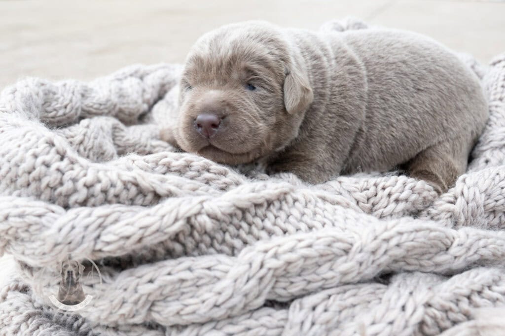 Ruffles Silver Male - 2nd choice out of 3 puppies- Ready on August 1st