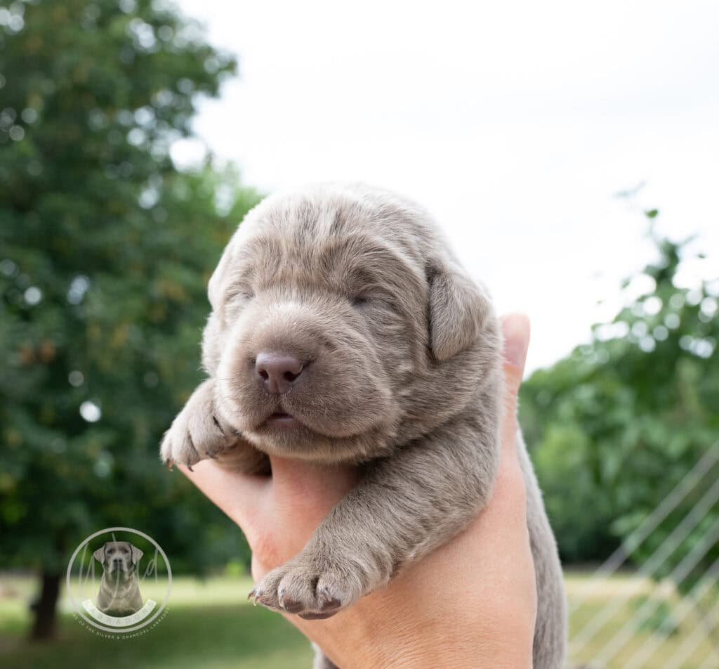 Ruffles Silver Male - 3rd choice out of 3 puppies- Ready on August 1st