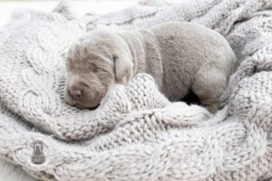 Ruffles Silver Female – Ready on August 1st