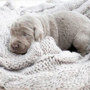 Adorable silver Labrador puppy sleeping on cozy knitted blanket.