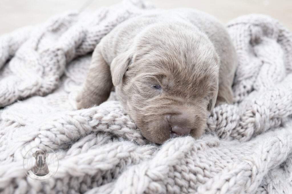 Adorable silver Labrador puppy from Wild Labradors in Massachusetts.