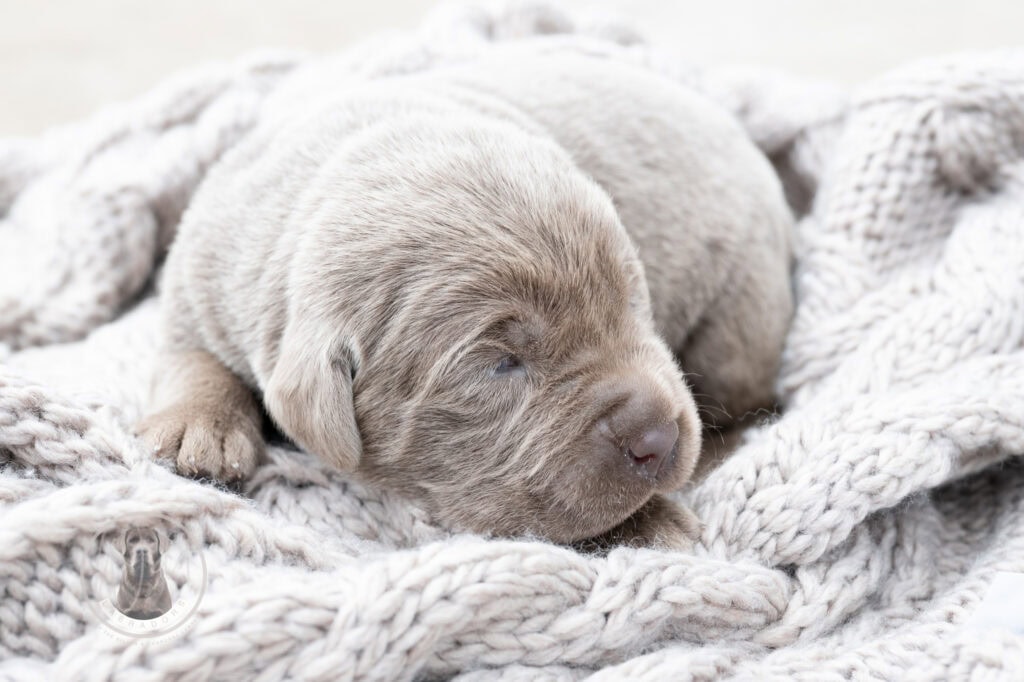 Adorable silver Labrador puppy from Wild Labradors in Massachusetts.