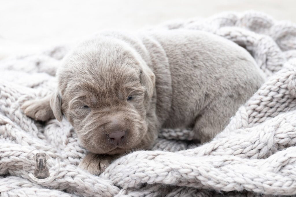 Adorable silver Labrador puppy from Wild Labradors in Massachusetts.
