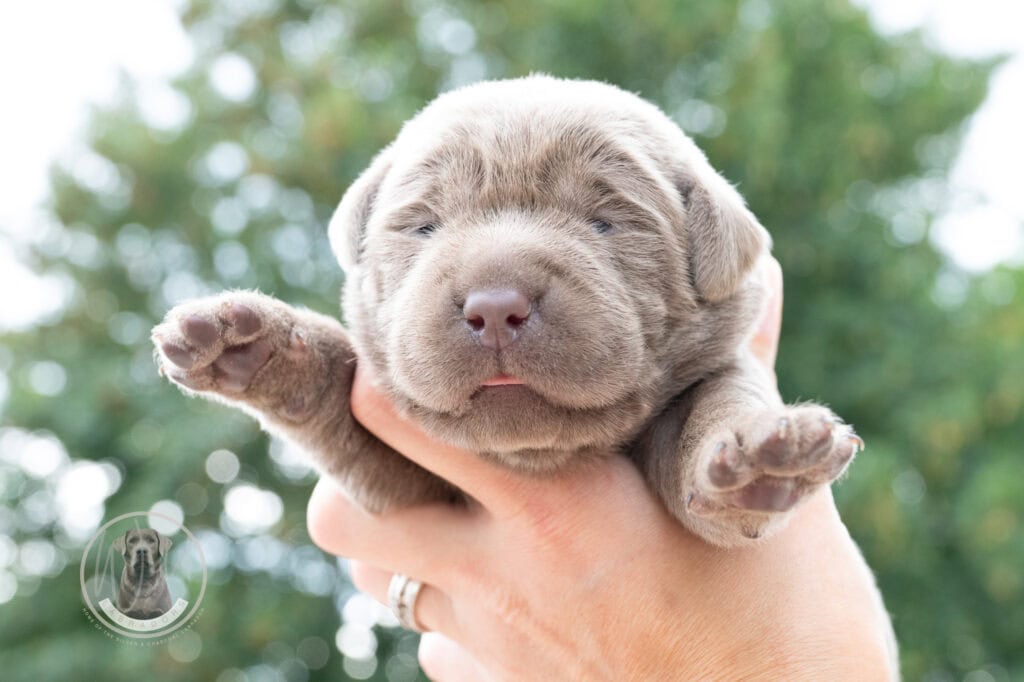 Adorable silver English Labrador puppy from Wild Labradors in Massachusetts.