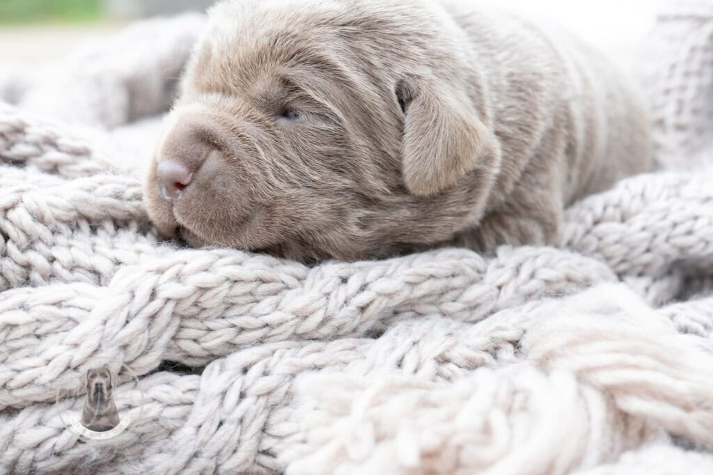 Ruffles Silver Male - 1st choice out of 3 puppies- Ready on August 1st