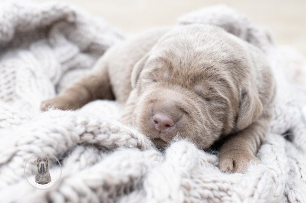 Ruffles Silver Male - 1st choice out of 3 puppies- Ready on August 1st