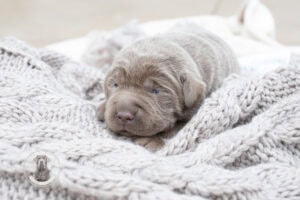 Ruffles Silver Male – 1st choice out of 3 puppies- Ready on August 1st