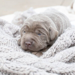 Adorable silver Labrador puppy from Wild Labradors in Massachusetts.