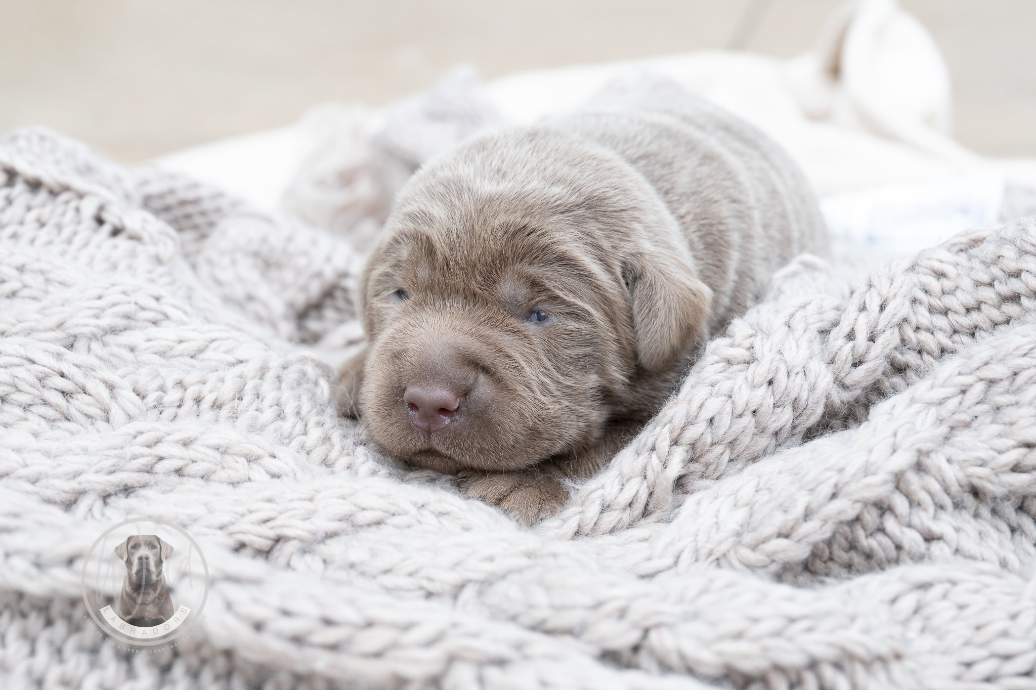 Ruffles Silver Male – 1st choice out of 3 puppies- Ready on August 1st