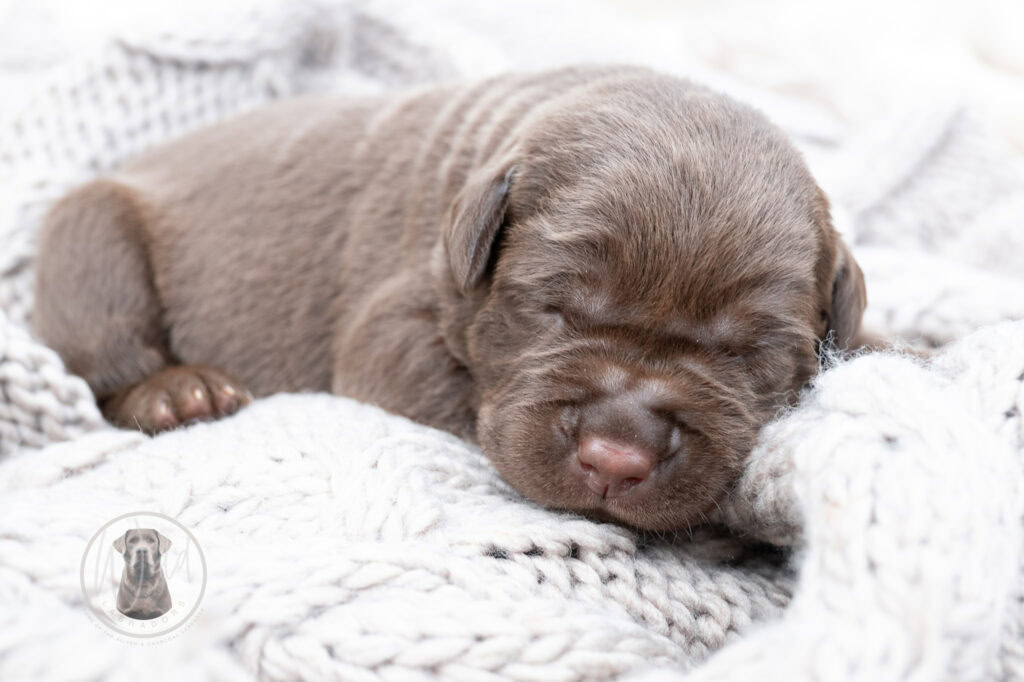 Ruffles Chocolate Female - Ready on August 1st